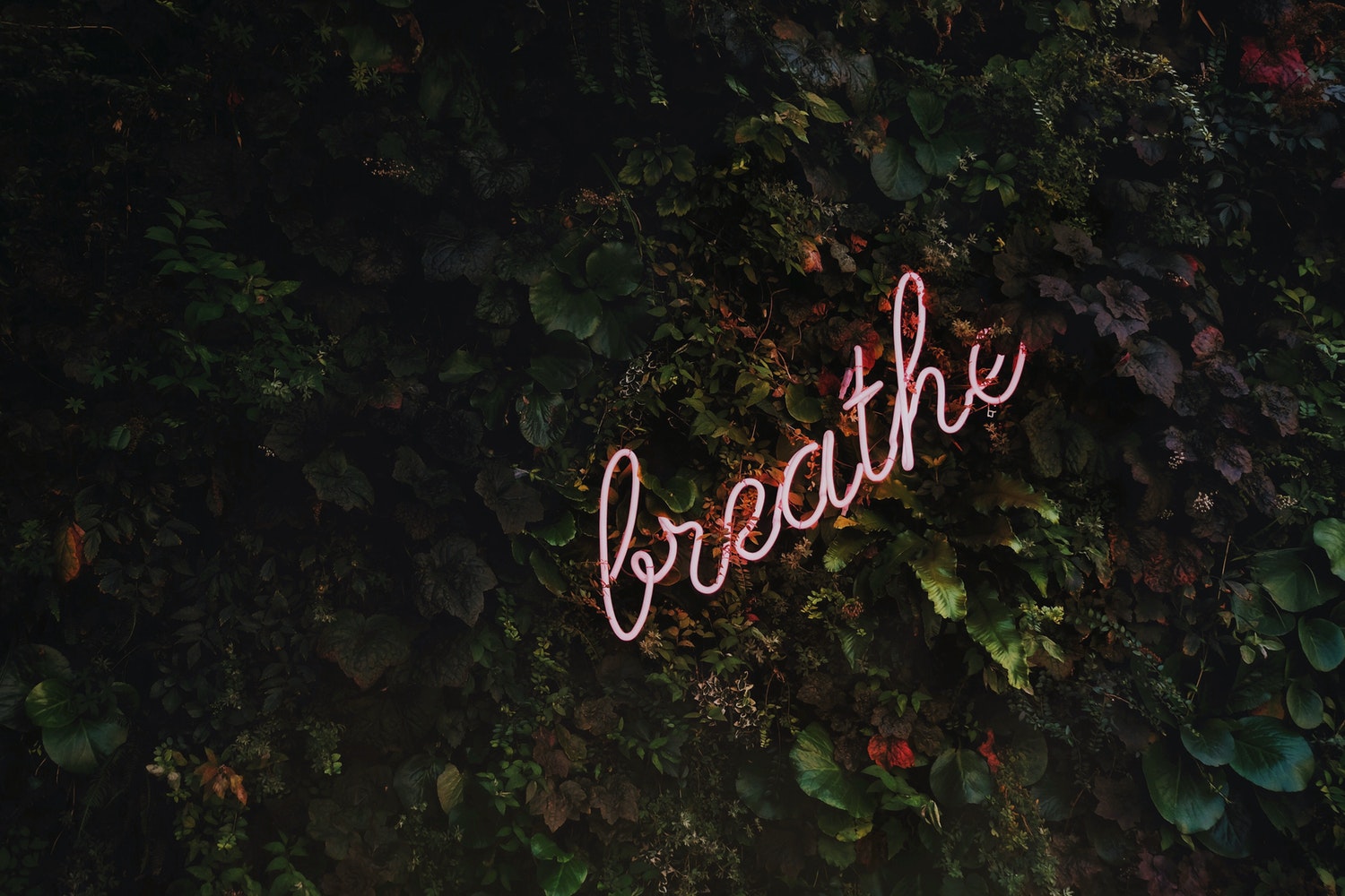 A pink neon sign hanging on a wall of greenery reads 'breathe'.